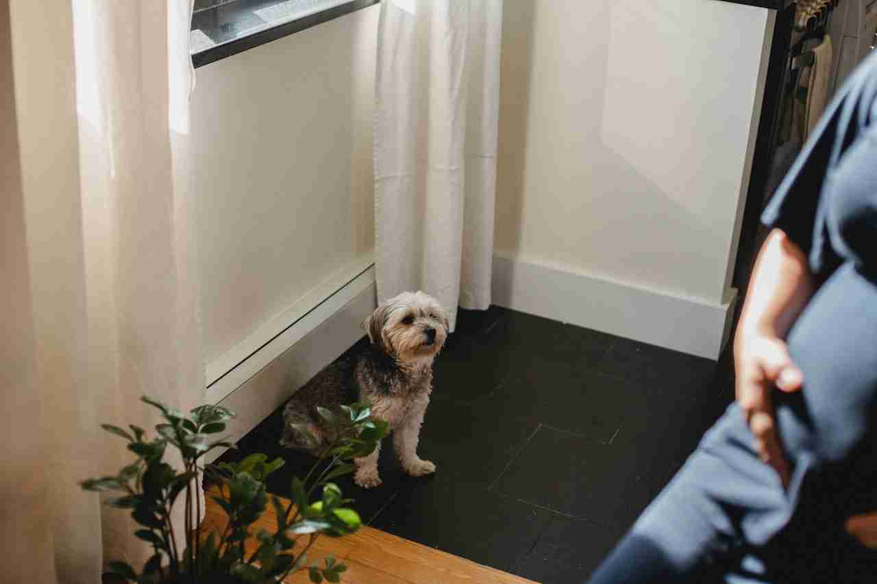 Pet-Friendly